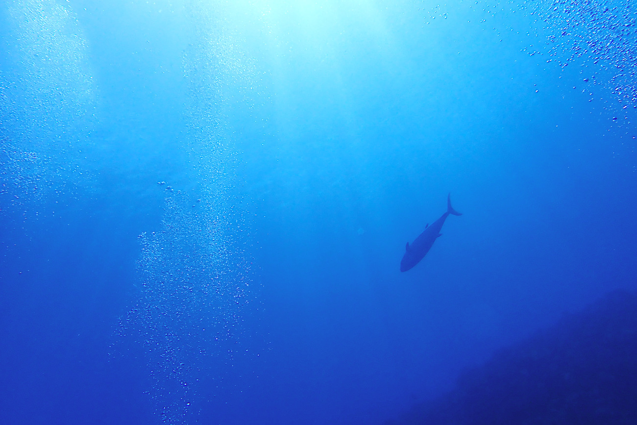 青い海とイソマグロ