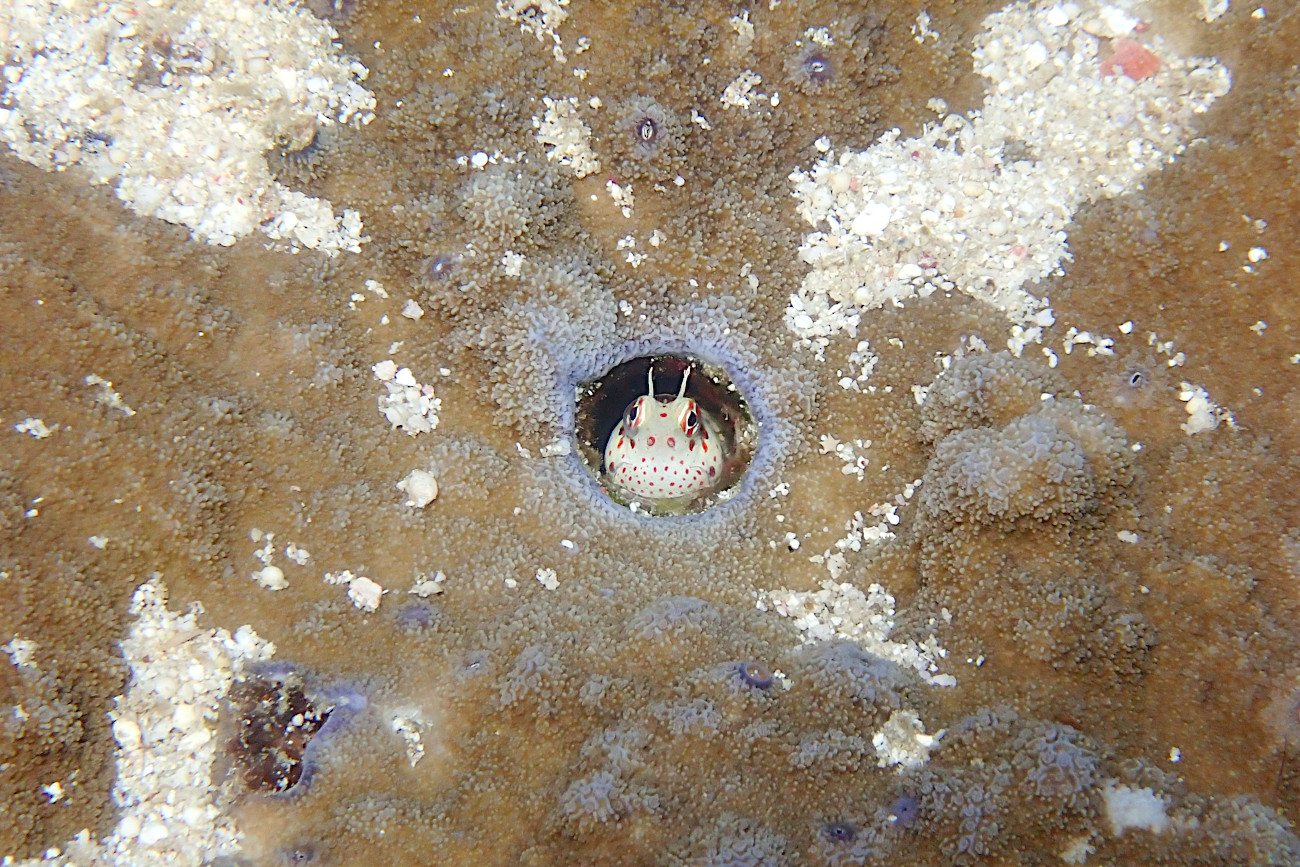 モンツキカエルウオ