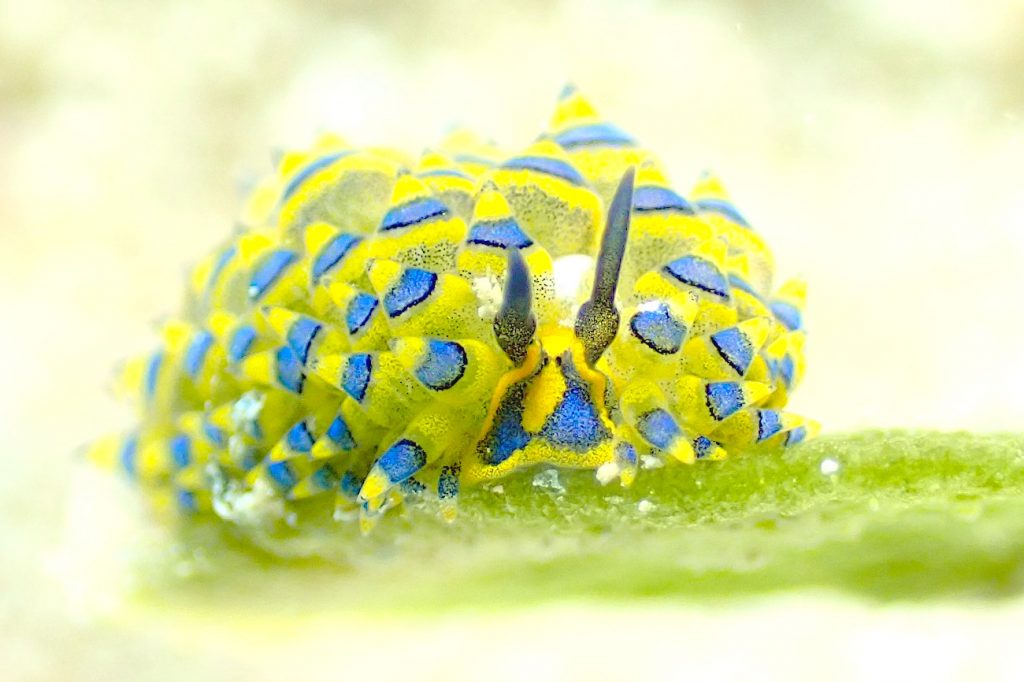 ミナミアオモウミウシ