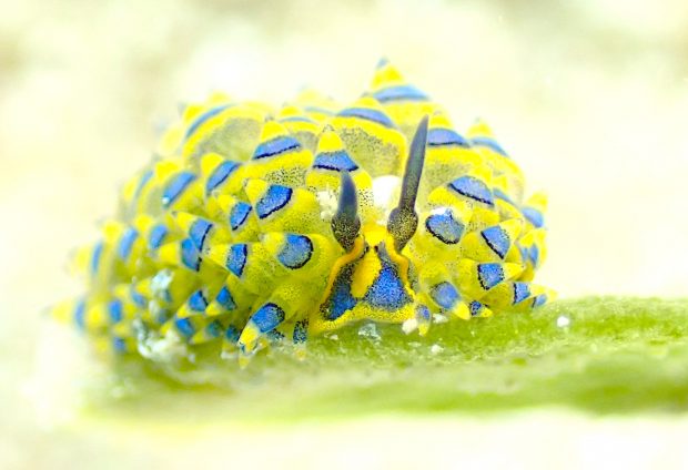 ミナミアオモウミウシ