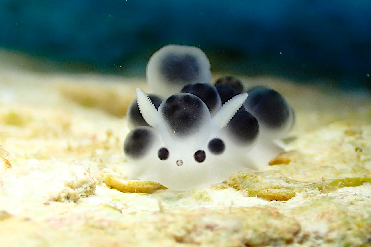クロダンゴイボウミウシ