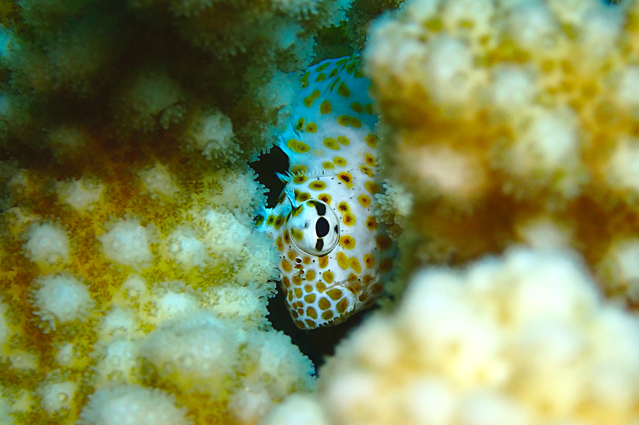 セダカギンポ幼魚