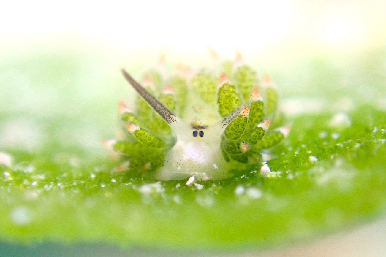 クサイロモウミウシ