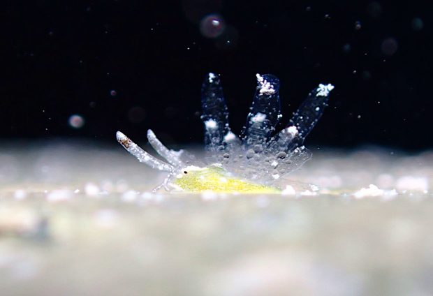 スカシソウゲンウミウシ