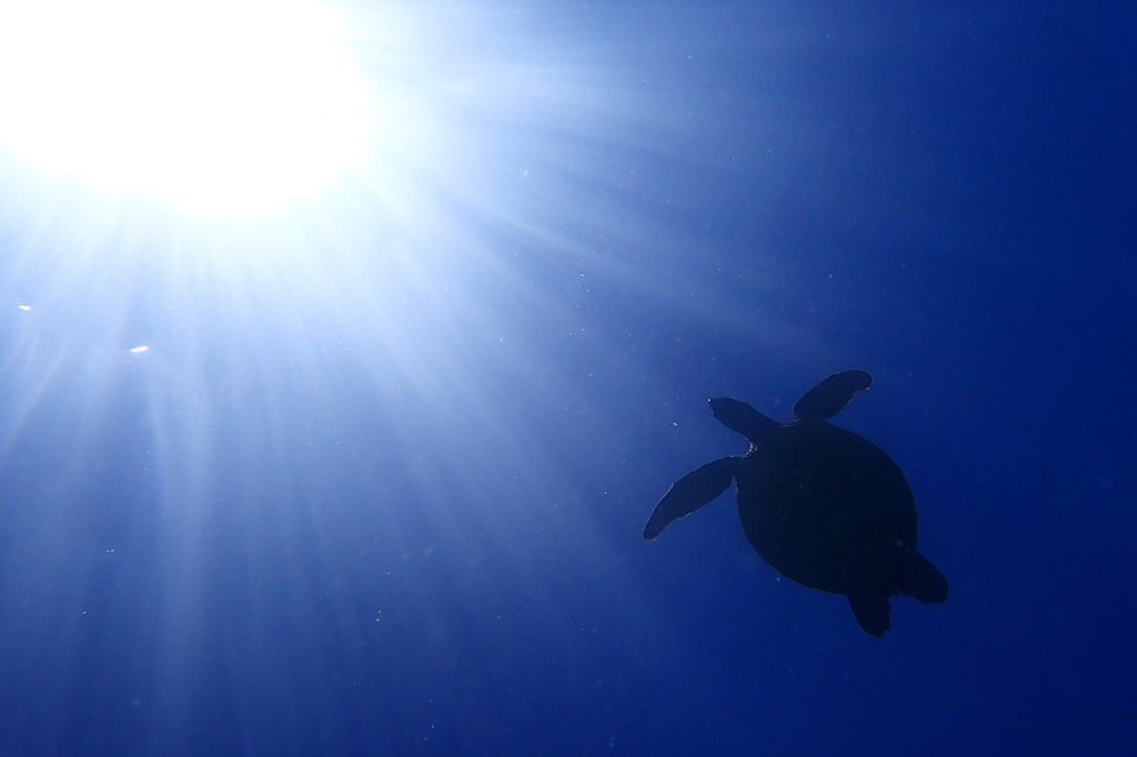 アオウミガメ