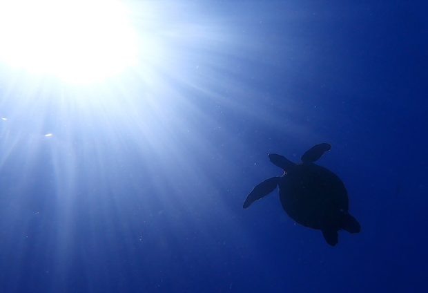 アオウミガメ