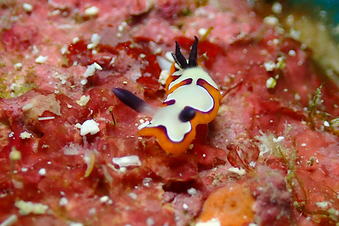 フジナミウミウシ
