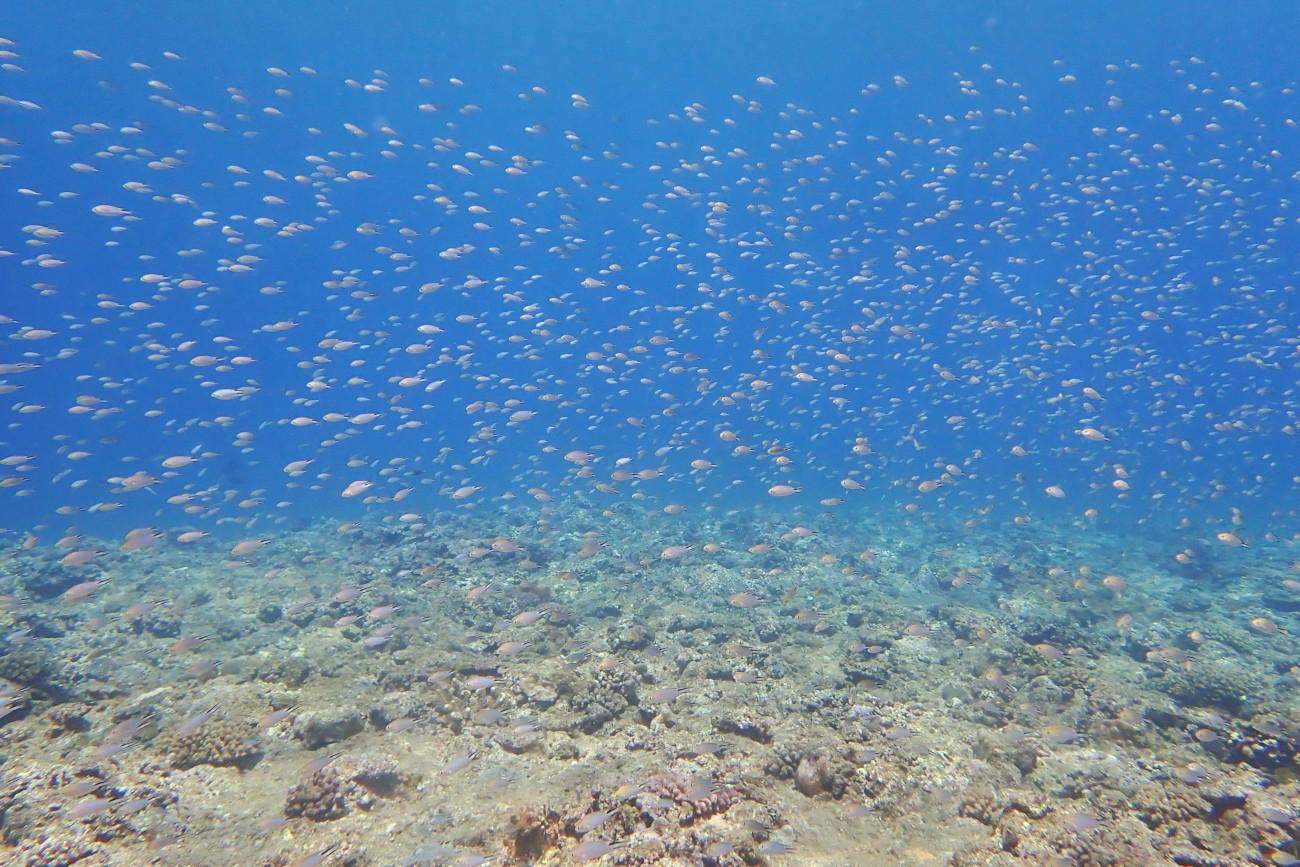 オキナワスズメダイと青い海
