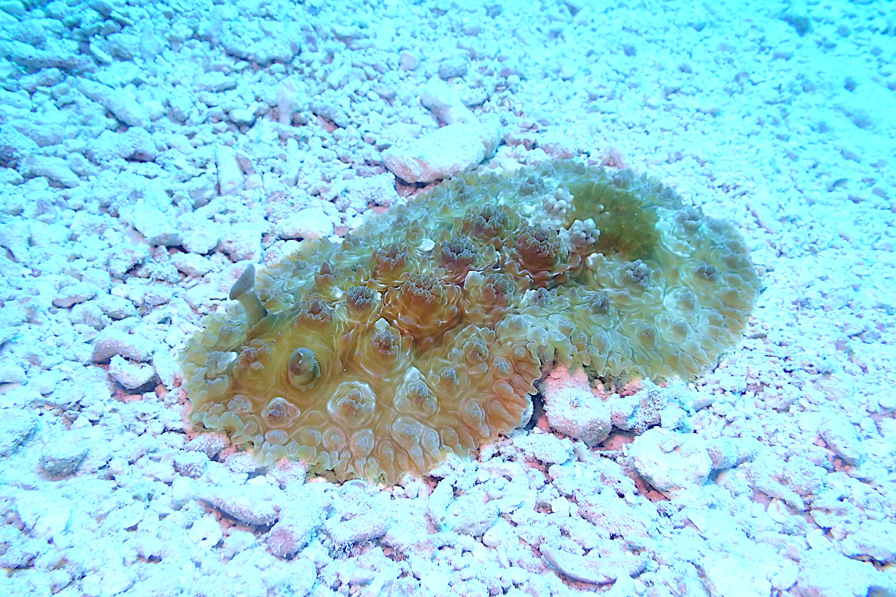 イシガキウミウシ