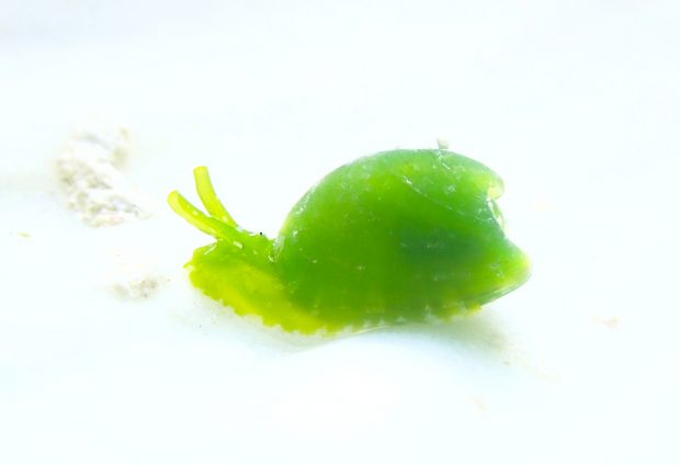 ユリヤガイ