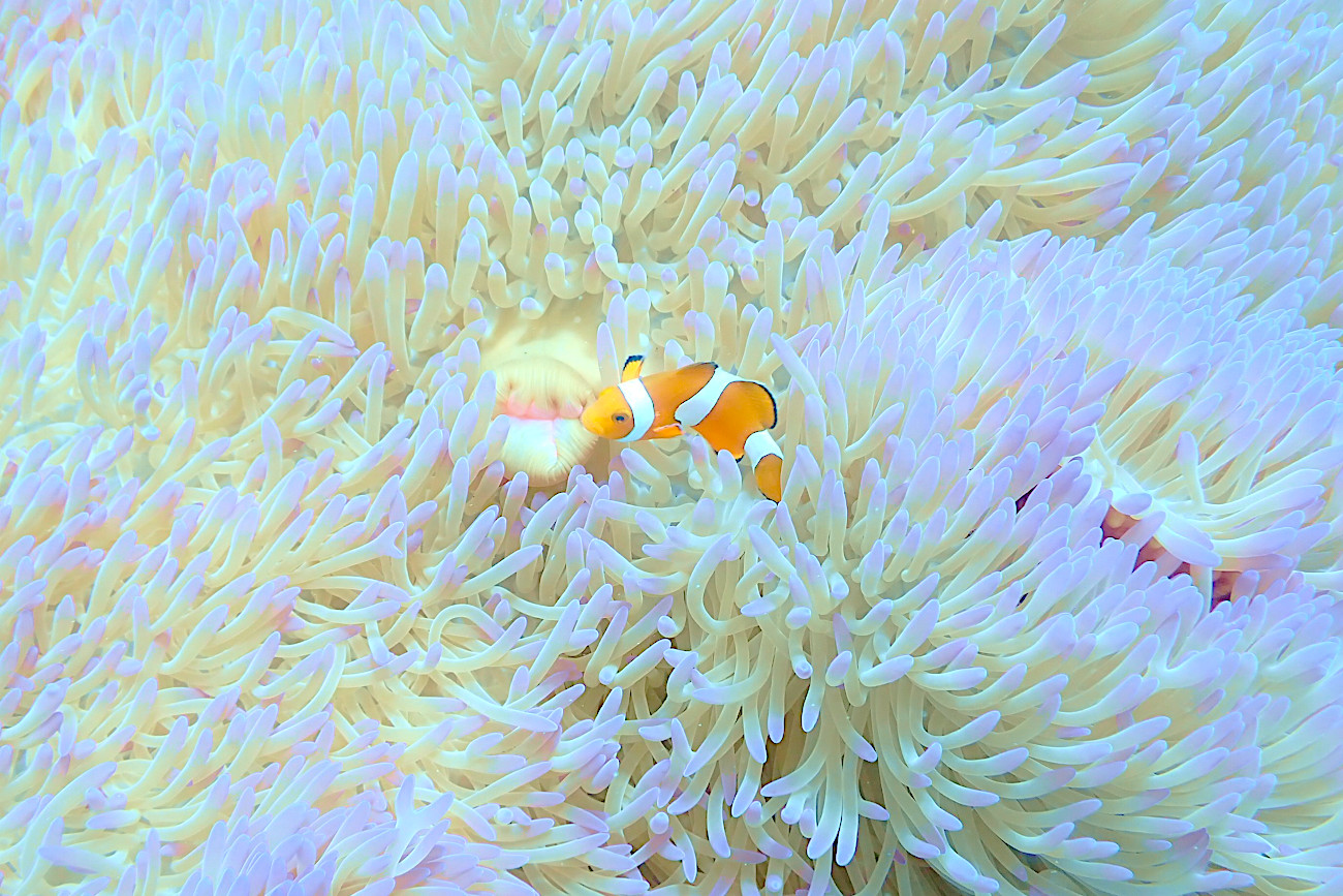 カクレクマノミ