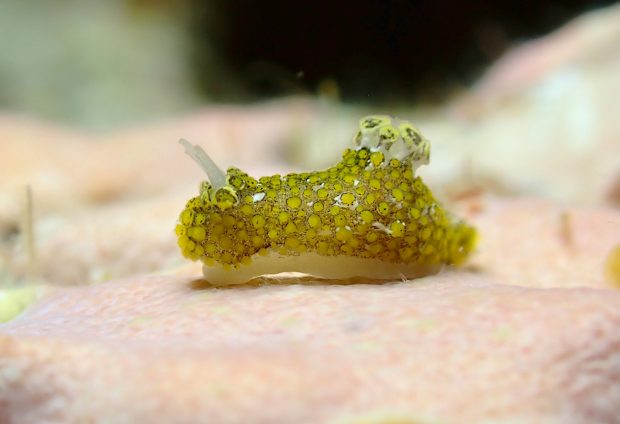 ハナサキセンヒメウミウシ