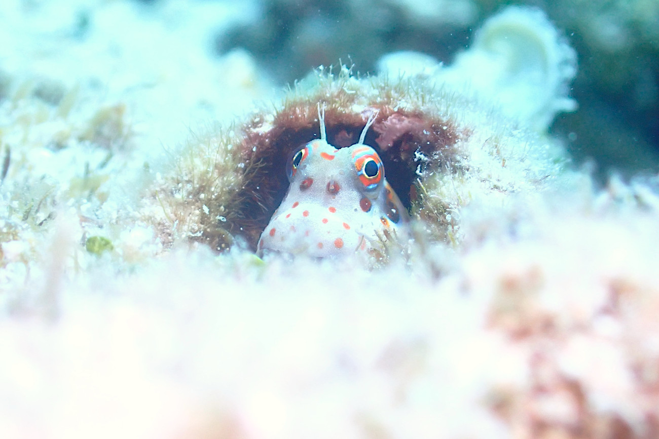 モンツキカエルウオ
