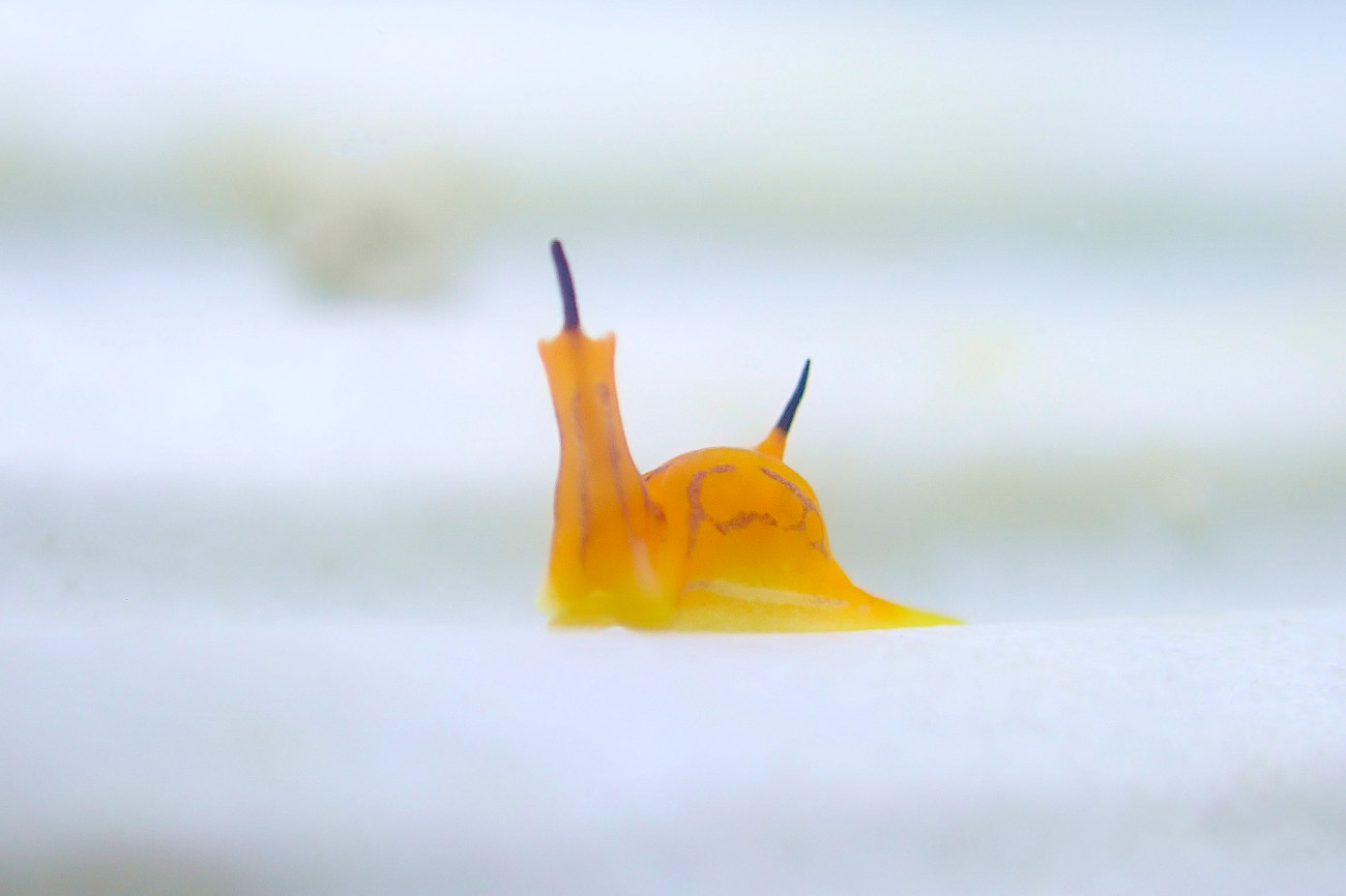 キマダラウミコチョウ
