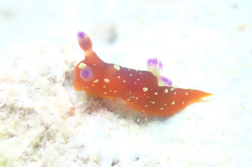 ニシキリュウグウウミウシ