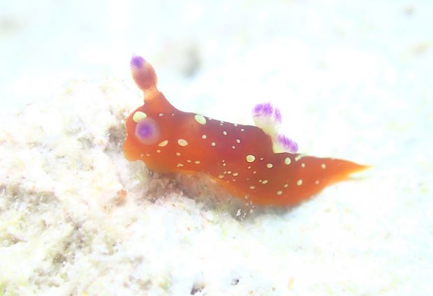ニシキリュウグウウミウシ