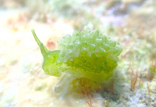 サコプロテウス・ニシャエ