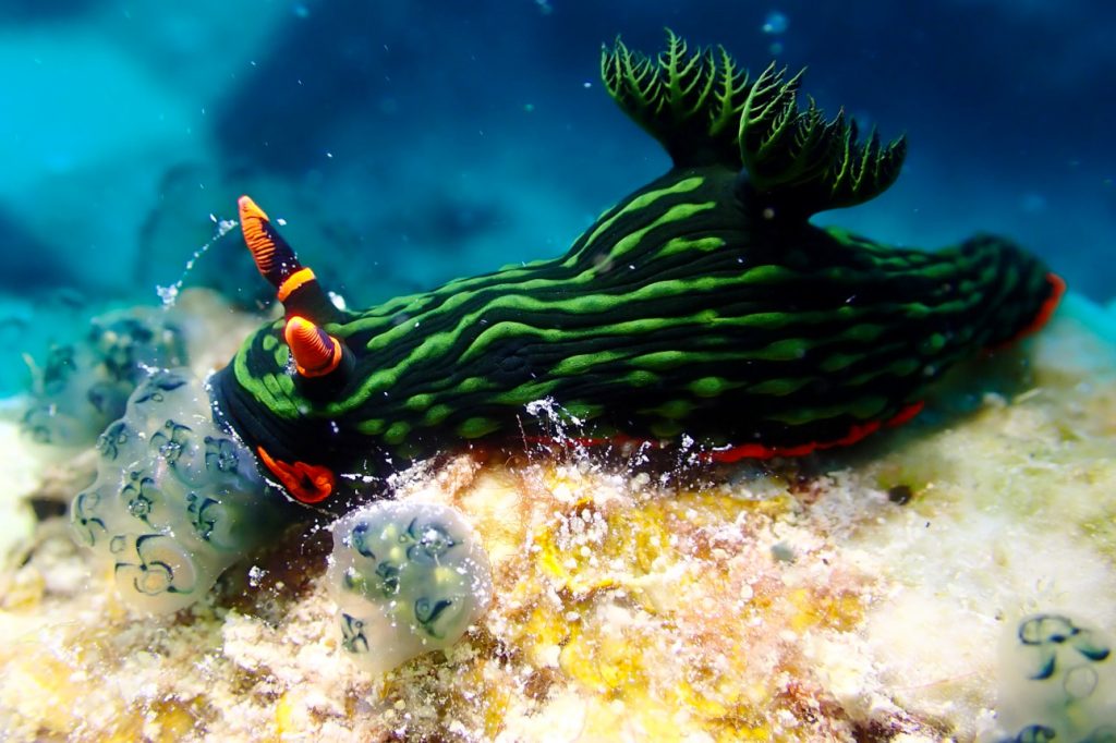 アカフチリュウグウウミウシとワライボヤ