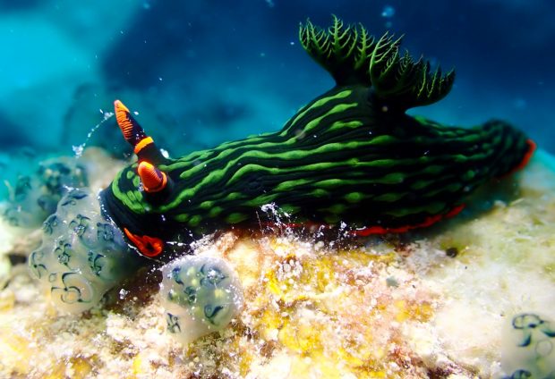 アカフチリュウグウウミウシとワライボヤ
