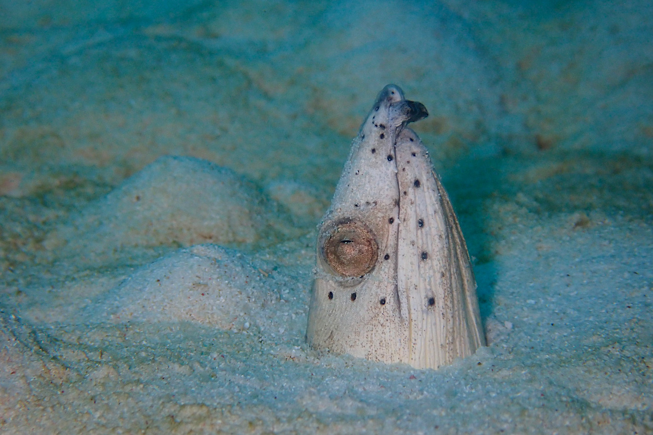ホタテウミヘビ