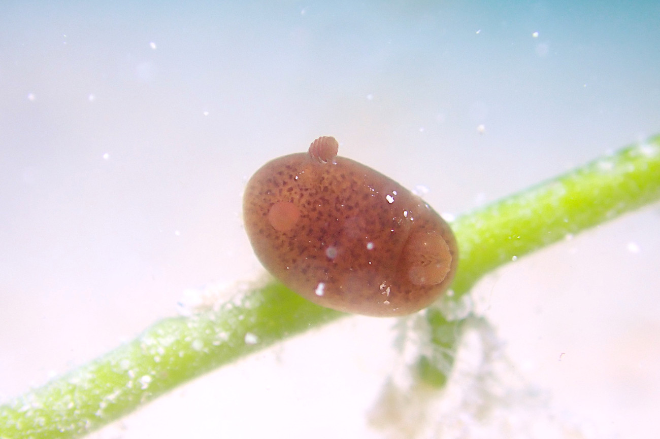 ハラックサウミウシ
