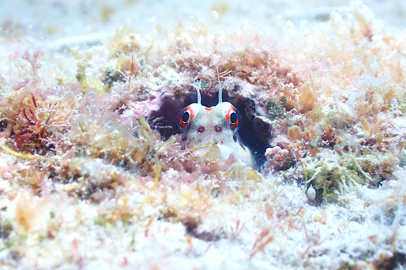 モンツキカエルウオ
