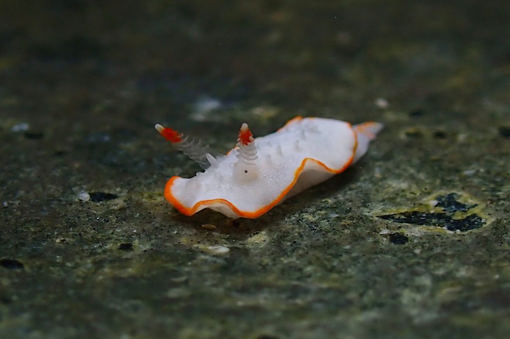 ミナミミツイラメリウミウシ