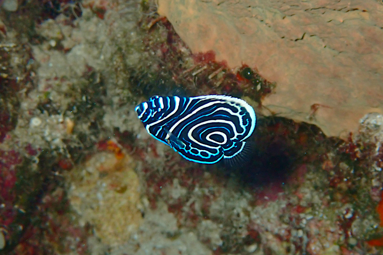 タテジマキンチャクダイ幼魚