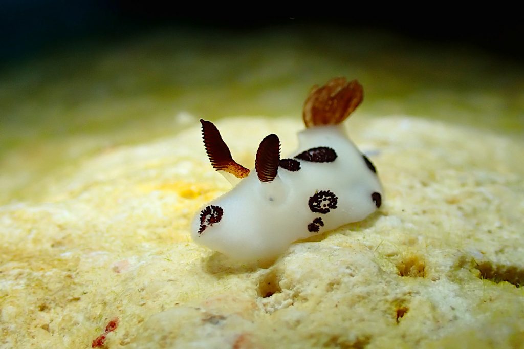 ブチウミウシ
