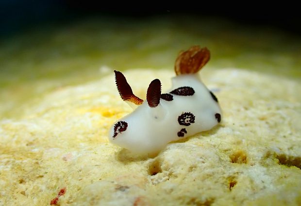 ブチウミウシ
