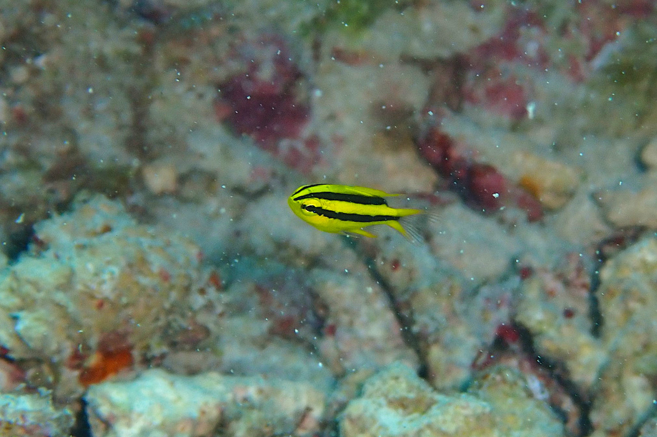 ヒレナガスズメダイ幼魚