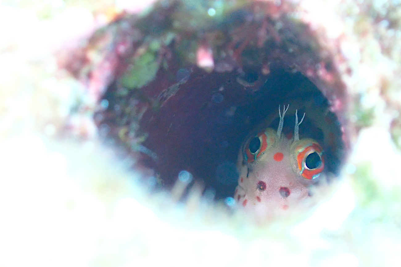 モンツキカエルウオ