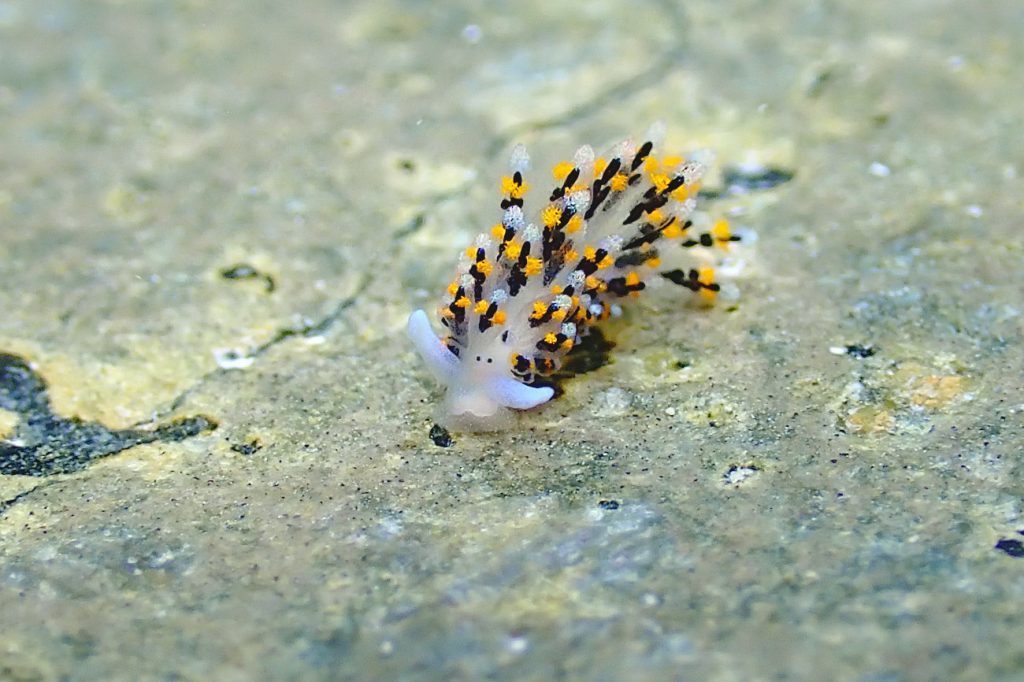 ハナビモウミウシ