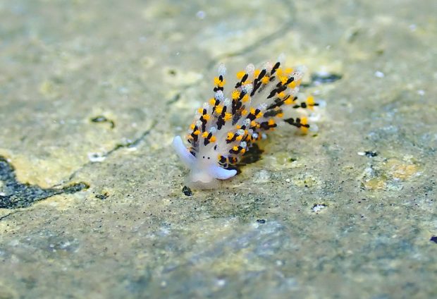 ハナビモウミウシ