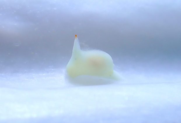 シロウミコチョウ