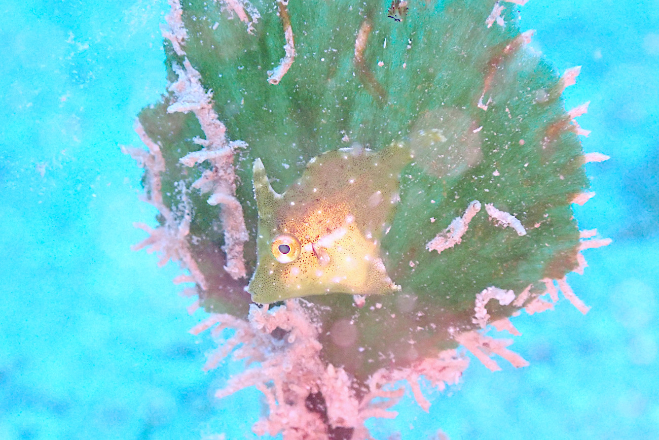 セダカカワハギ