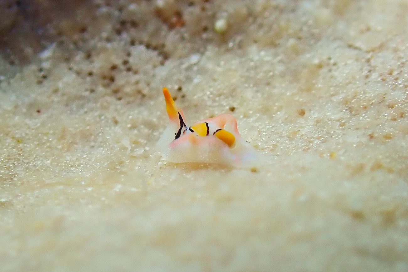 トウモンウミコチョウ