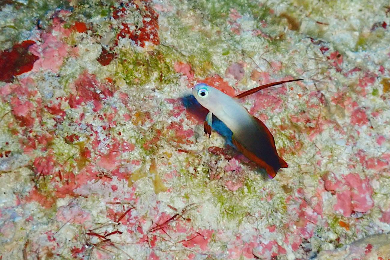 アケボノハゼ