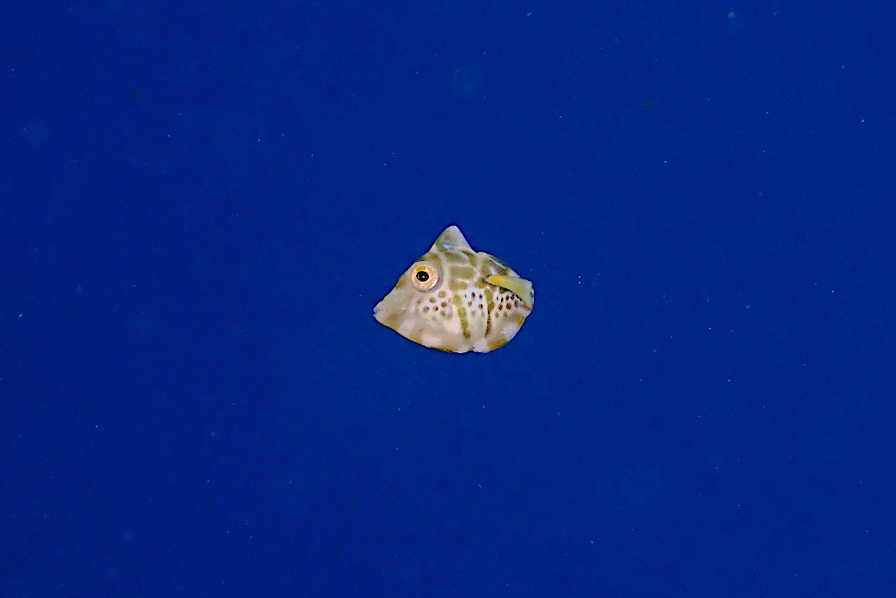 ノコギリハギの幼魚