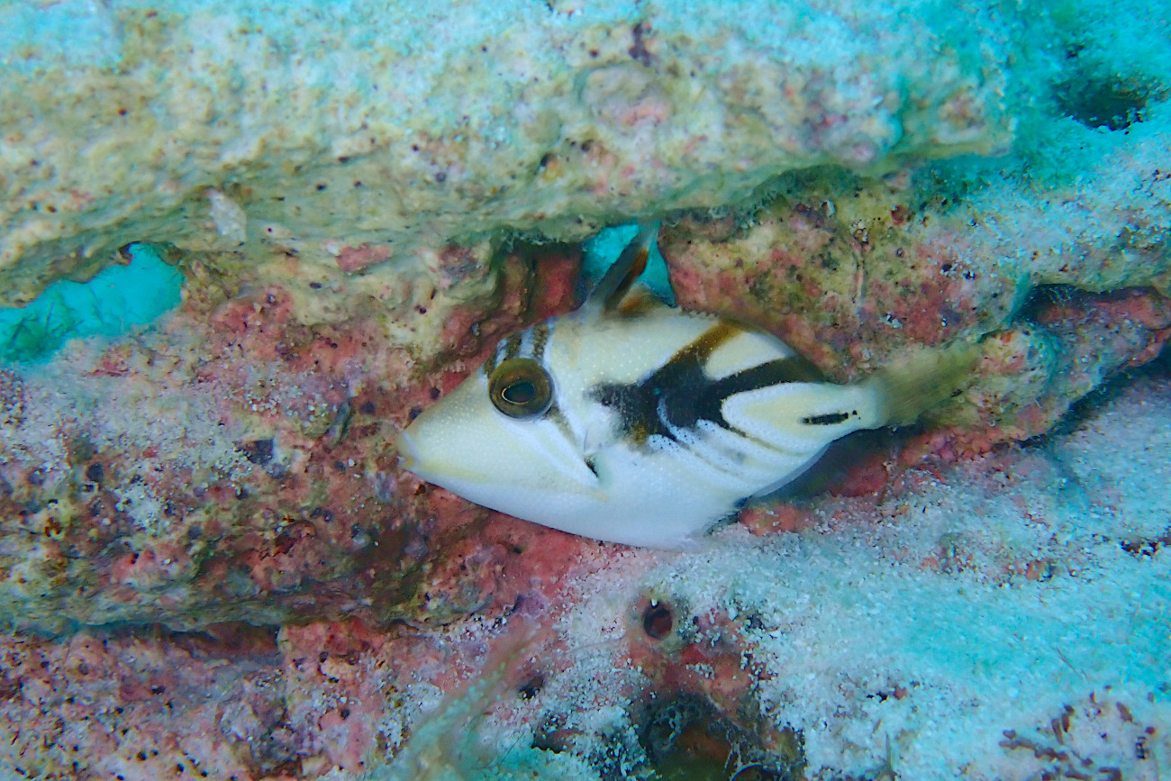 ムラサメモンガラの子ども