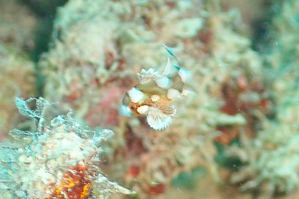 チョウチョウコショウダイの幼魚