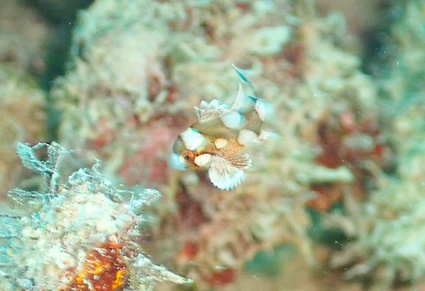 チョウチョウコショウダイの幼魚