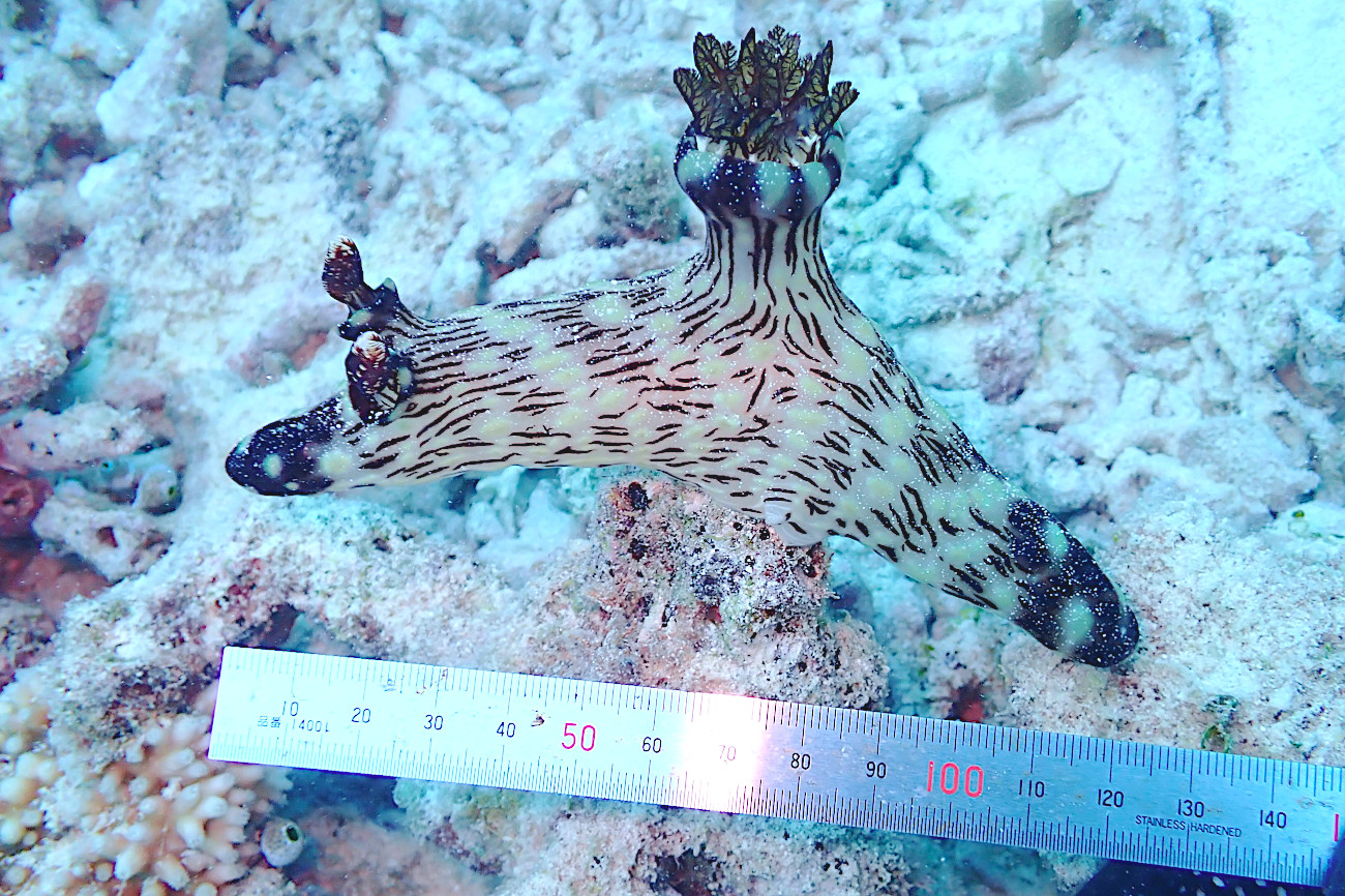 ブッシュドノエルウミウシ