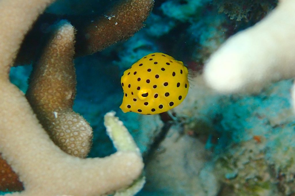 ミナミハコフグの幼魚