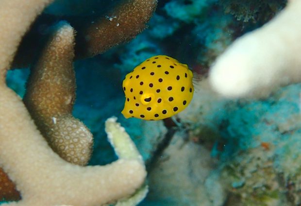 ミナミハコフグの幼魚