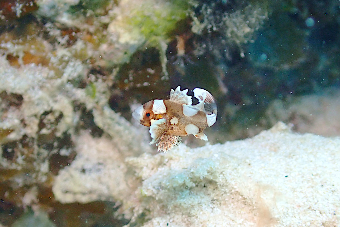 チョウチョウコショウダイの幼魚