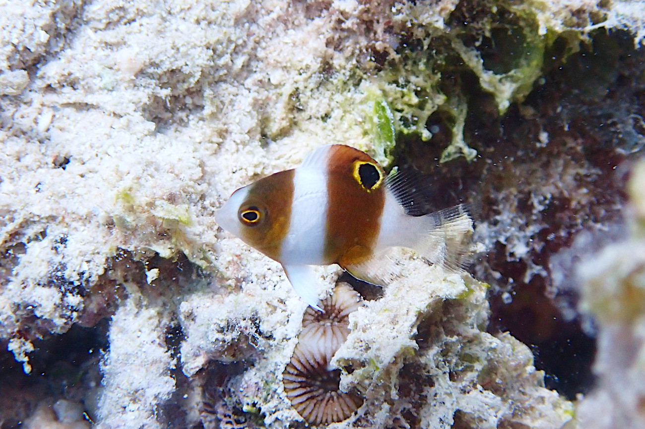 ダンダラスズメダイの幼魚