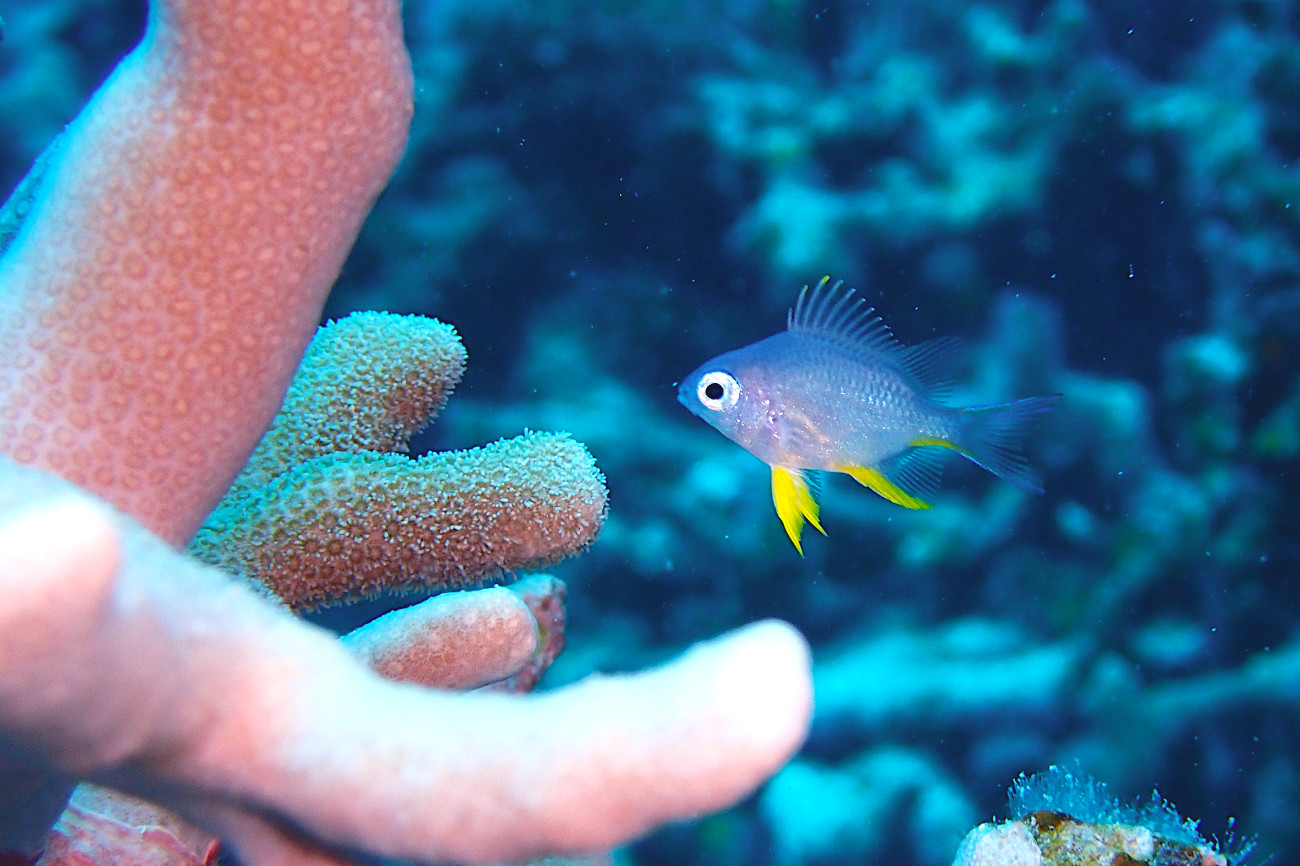 ナミスズメダイの幼魚