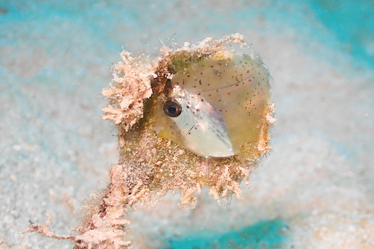 ヒメテングハギの幼魚
