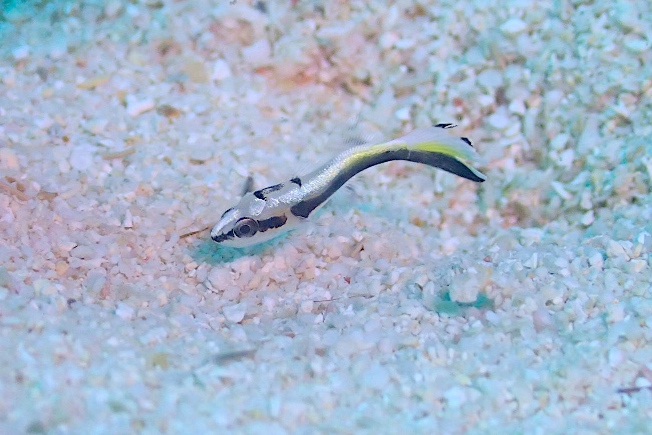 コロダイの幼魚
